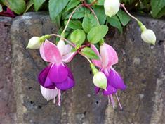 Fuchsia hybride 'La Campanella'