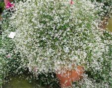 Euphorbe nuageuse 'diamond frost'