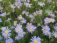 Agathea, Marguerite du Cap, Aster du Cap