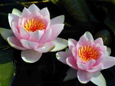Nénuphar 'Mme Wilfron Gonnère'