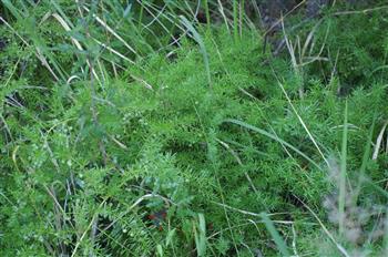 Asparagus de Sprenger